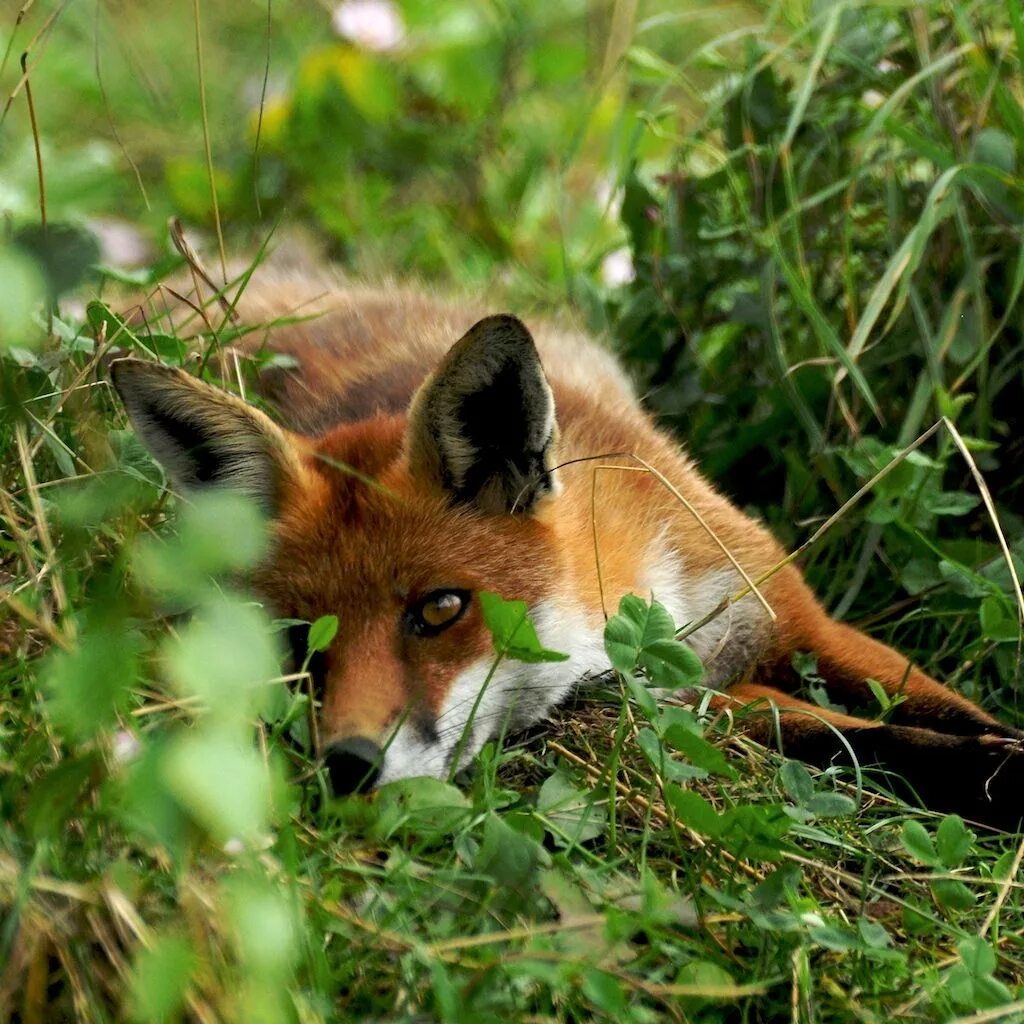 Fox 54
