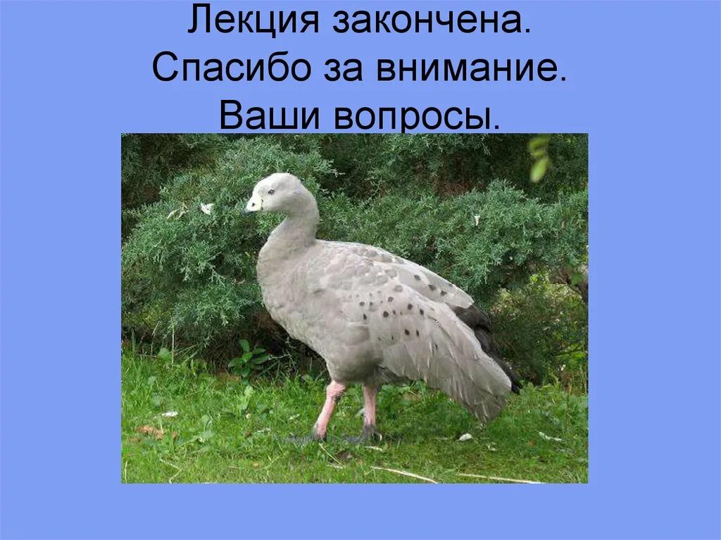 Гусеобразные птицы особенности строения. Типичные птицы. типичные птицы представители. типичные птицы презентация. представители надотряда типичные птицы.