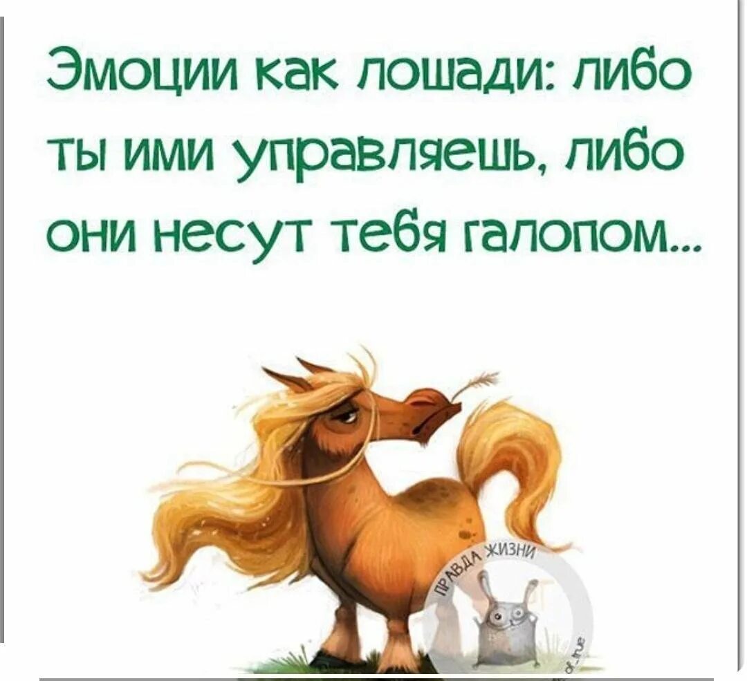 Лошадь председателем так и не стала