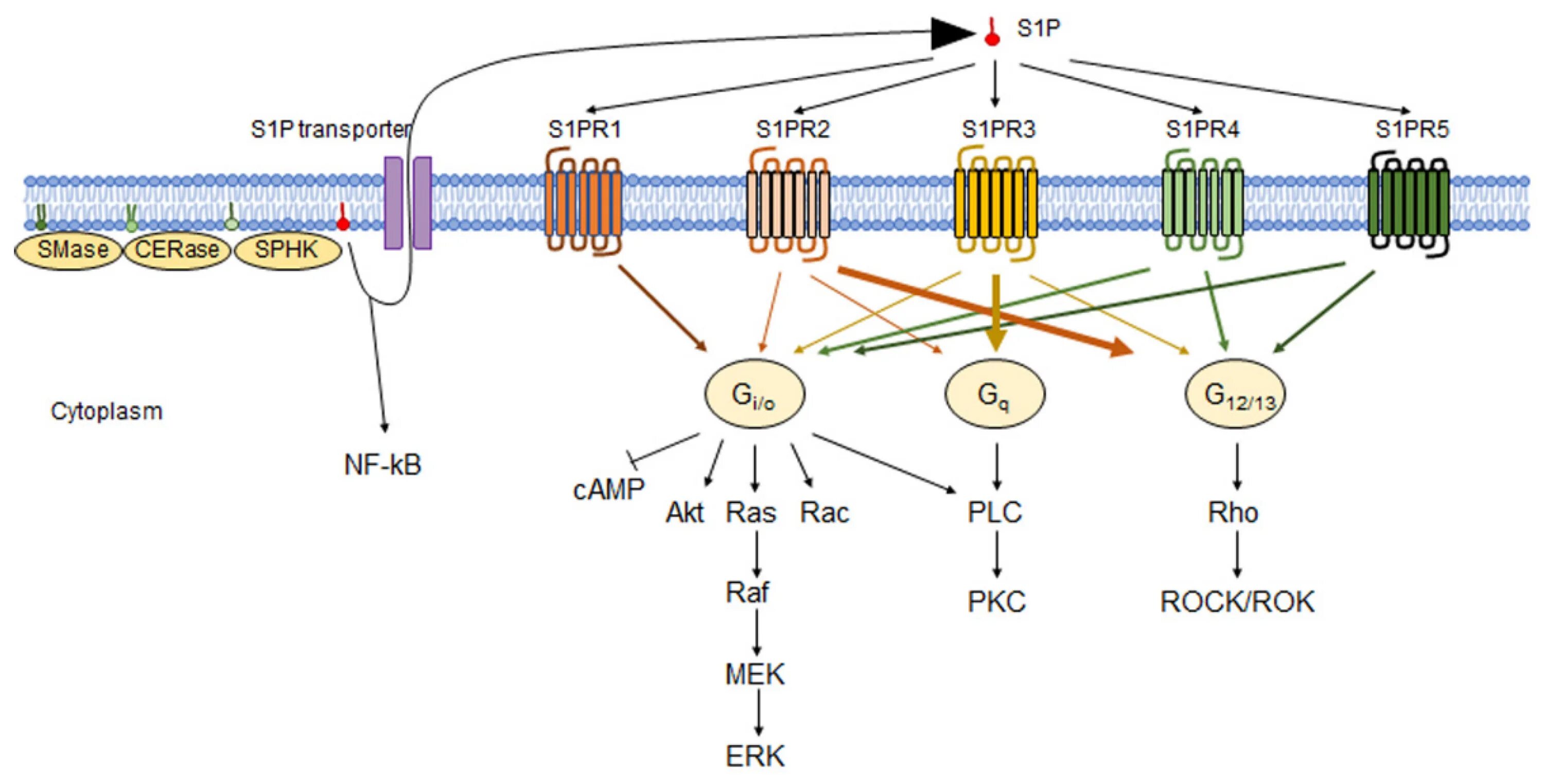 Phosphate signaling. Сфингозин 1 фосфат. Сфингозин 1 фосфат рецепторы. Рецептор ТСР цепи.