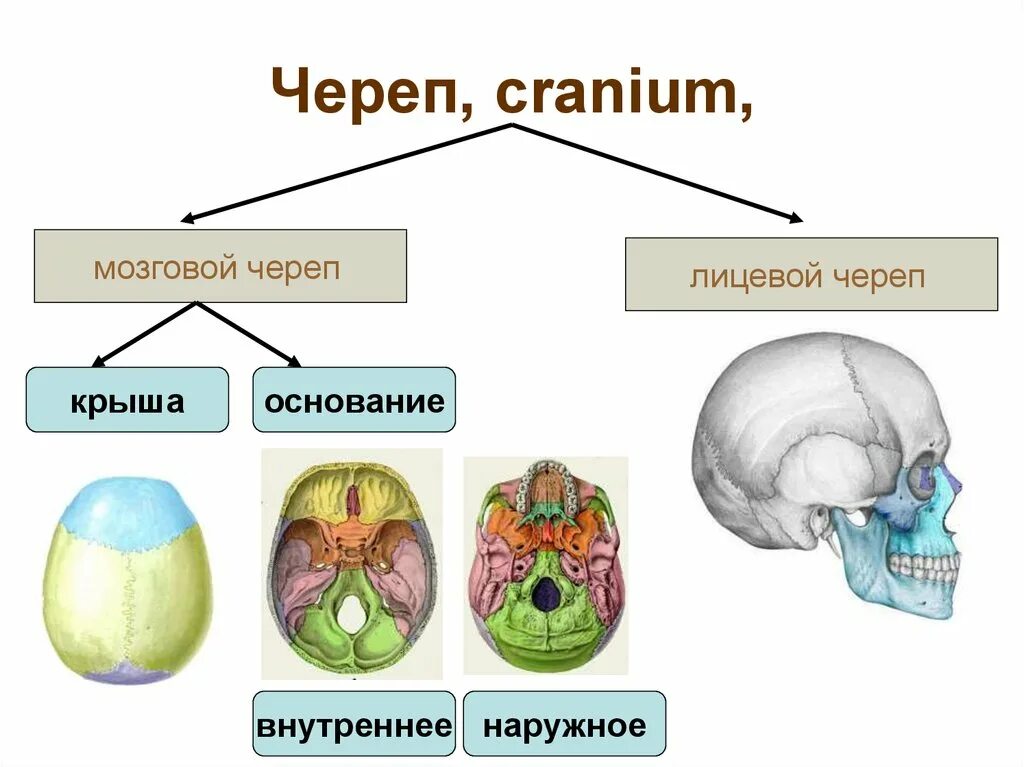 Мозговой отдел черепа кости соединение. Мозговой череп свод и основание. Отделы мозгового отдела черепа. Кости свода черепа анатомия. Основание мозгового отдела черепа кости.