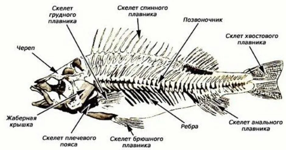Анатомия костистой рыбы окуня. Строение скелета речного окуня. Скелет костной рыбы 7 класс биология. Скелет рыбы строение биология.