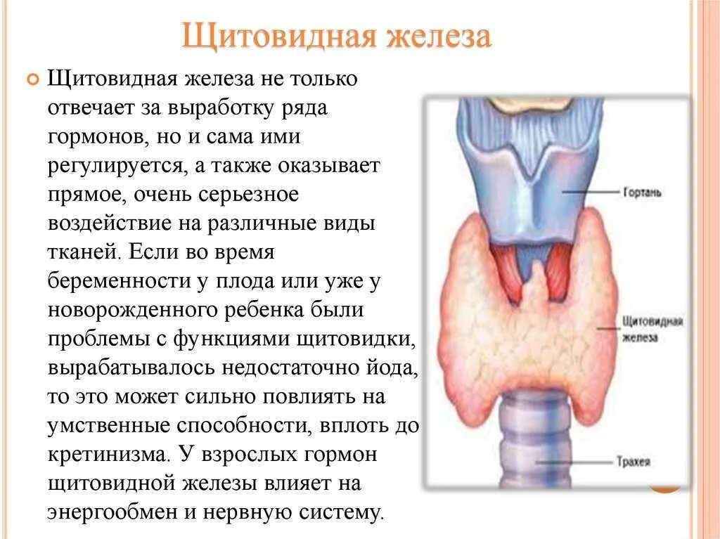 Щитовидная железа за что отвечает у мужчин. Щитовидная железа за что отвечает в организме функции. щитовидная железа функции в организме у мужчин. за какие функции отвечает щитовидная железа у женщин.