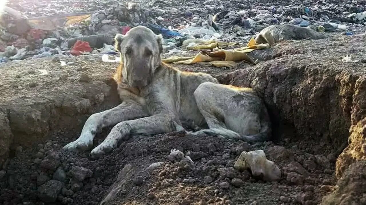 Умирающего гигант