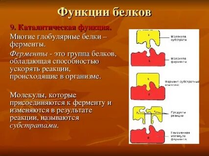 Каталитическую функцию выполняют