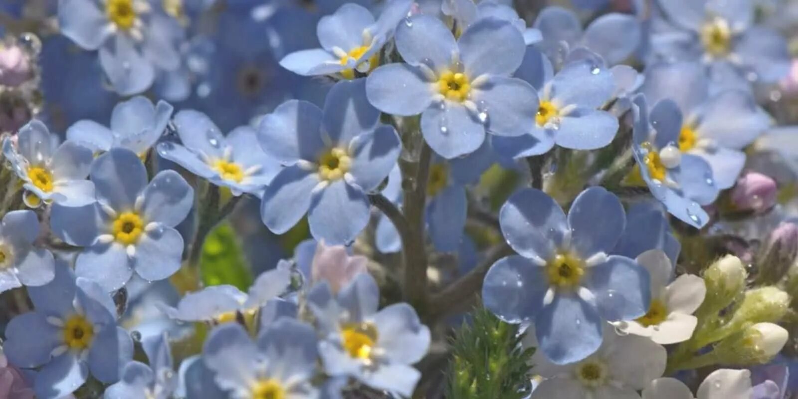 Незабудка большая. Незабудка Чекановского Myosotis czekanowskii. Незабудка Полевая (Myosotis arvensis). Незабудка Альпийская Виктори Роуз. Незабудка гибридная.