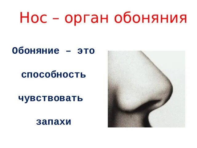 Обоняние. Нос орган. Нос обоняние. Нос орган обоняния.