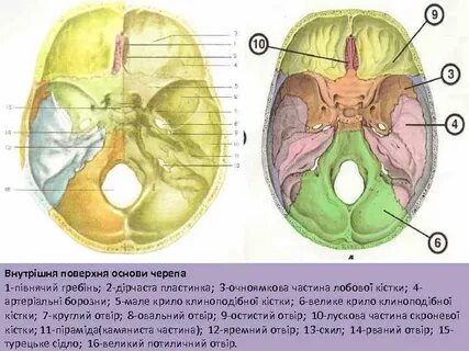 Строение черепных ямок