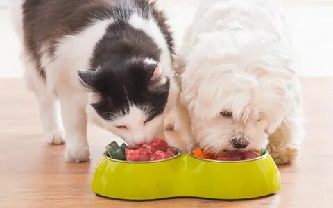 What your pet eat