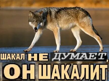 Сшакалить картинку