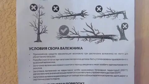 Сбор валежника в 2024