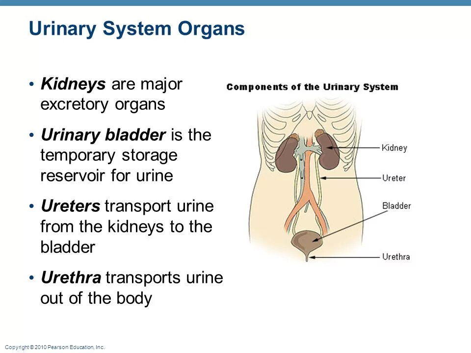 Urinary system. Urinary System components. Urinary Organs. Excretory Organs таблица.