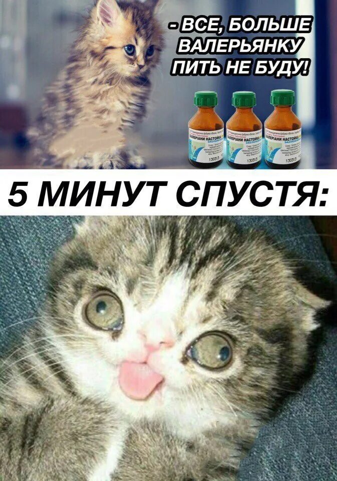 Почему пьют валерьянку