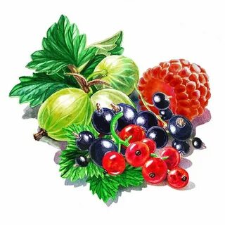 Нарисованные картинки ягод