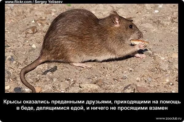 Крыса цитаты. Интересные факты о крысах. любопытная крыса. крысиный поступок.