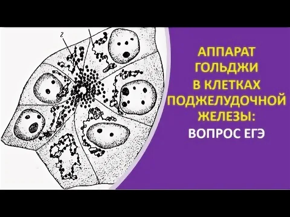 Роль аппарата гольджи в клетках печени и поджелудочной железы. Комплекс аппарата гольджи растительной клетки. Структурная единица аппарата гольджи. Роль аппарата гольджи в клетках печени и поджелудочной железы. Аппарат гольджи в бактериальной клетке.