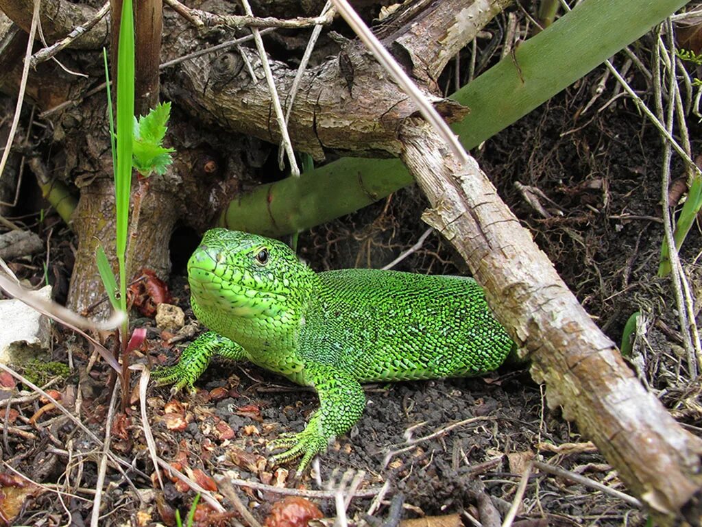 Признаки ящерицы прыткой. Ящерица Lacerta Agilis. Прыткая ящерица Lacerta Agilis. Прыткая ящерица (Lacerta Agilis exigua);. 12. Прыткая ящерица - Lacerta Agilis.