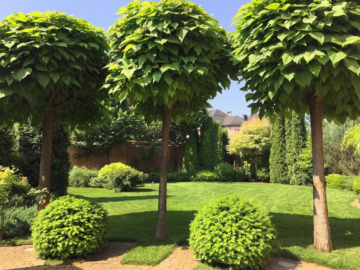 липа солитер. уличные декоративные деревья. можжевельник и самшит в ландшафтном дизайне. дерен и пузыреплодник. бересклет ниваки.