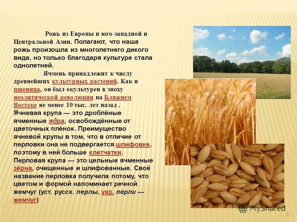 В ржи содержится
