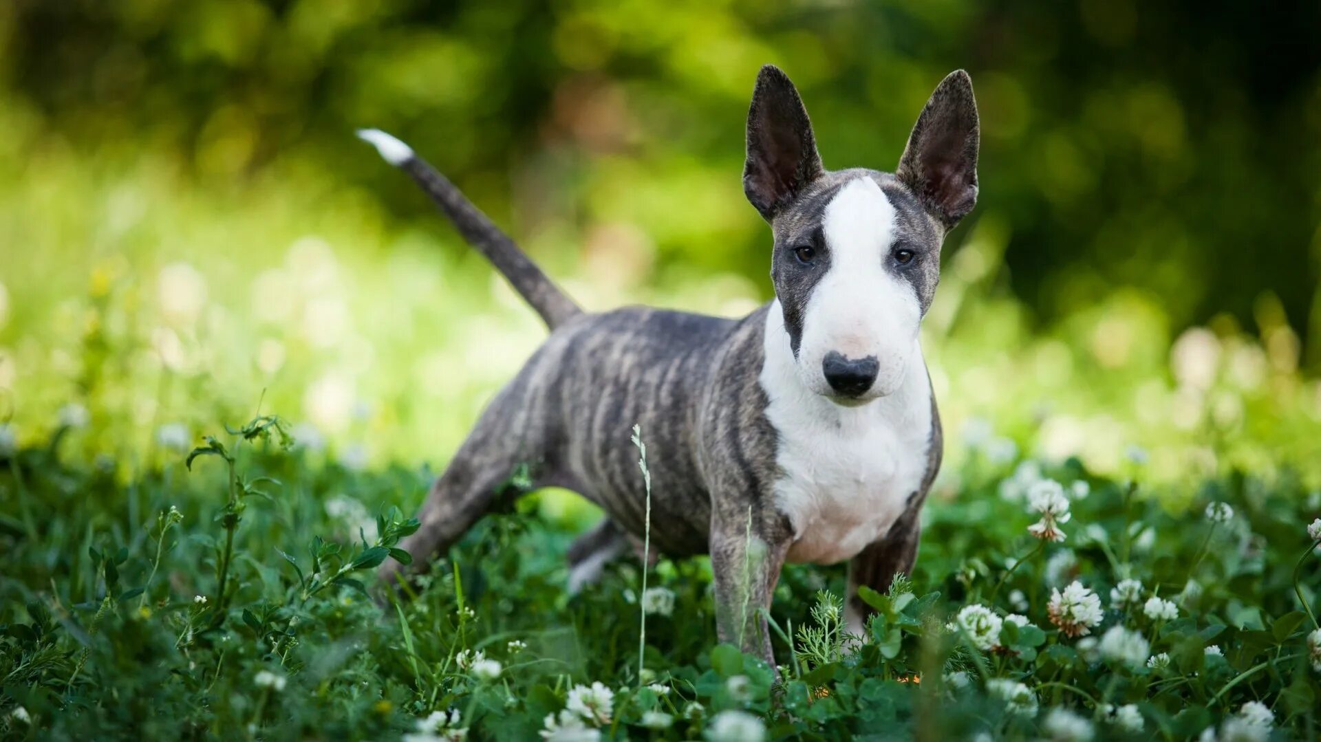 Бультерьер терьер. Бультерьер буч. Мини бультерьер трехцветный. Бультерьер. Бультерьер.