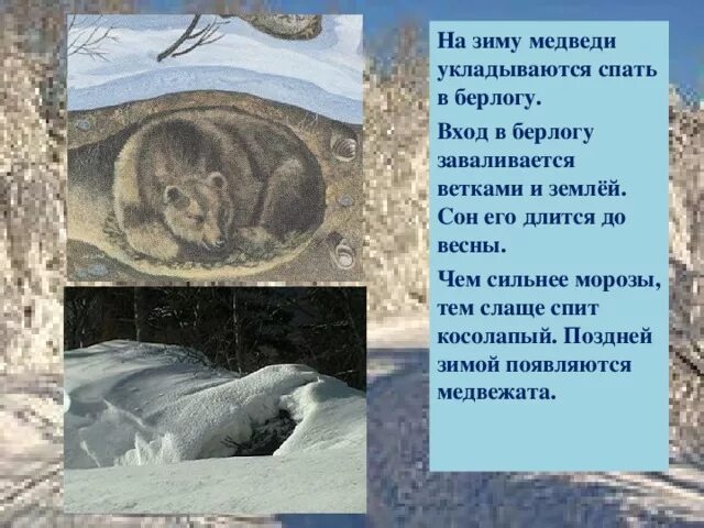 В берлоге функциональная грамотность. Медведь зимой спит в берлоге. спящий медведь зимой в берлоге. медведь спит в спячке. зимовка медведя.