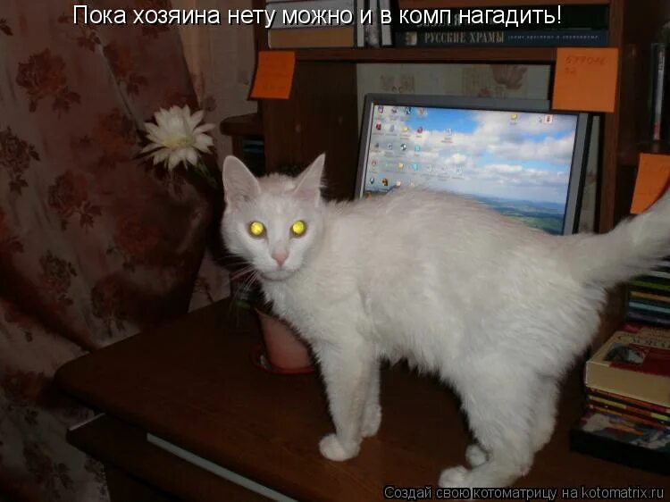 пока хозяев