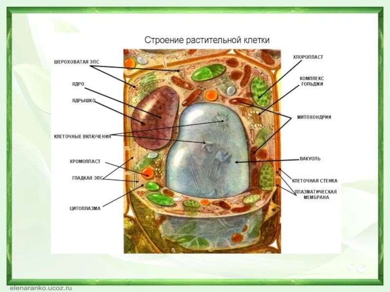 Растительная клетка рисунок 10 класс. Обобщенная схема строения растительной клетки. 2. Строение растительной клетки.. Обобщённая схема строения растительной клетки.