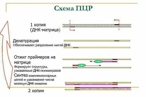 Разделение днк по длине метод биологии