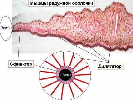 Сужение мышц