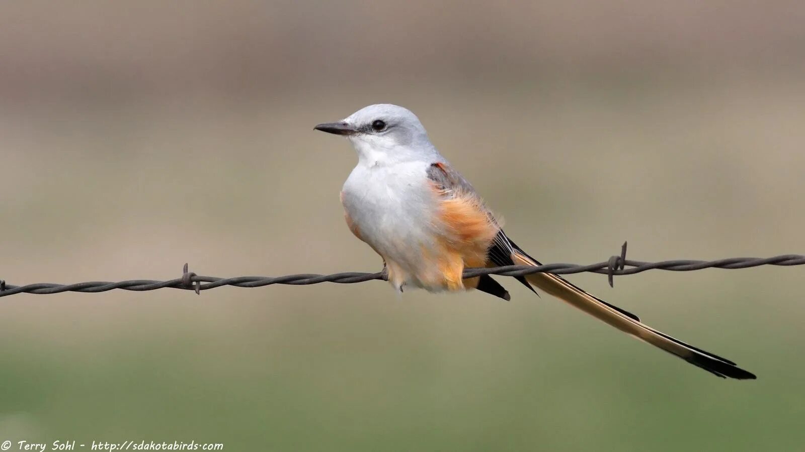 Длиннохвостый Королевский тиранн. Scissor-tailed Flycatcher. Птица с длинвм хвоитом. Маленькие птички с длинным хвостом. Птичка с длинным хвостиком