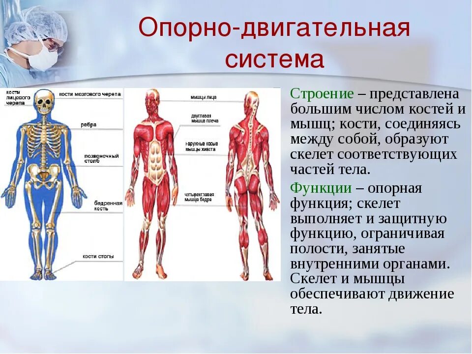 А также внутреннее и. Опорно-двигательная система человека строение и функции. Функции активной части опорно-двигательной системы. Опорно двигательная система органов функции и строение. Функции мышц человека опорно двигательная система.