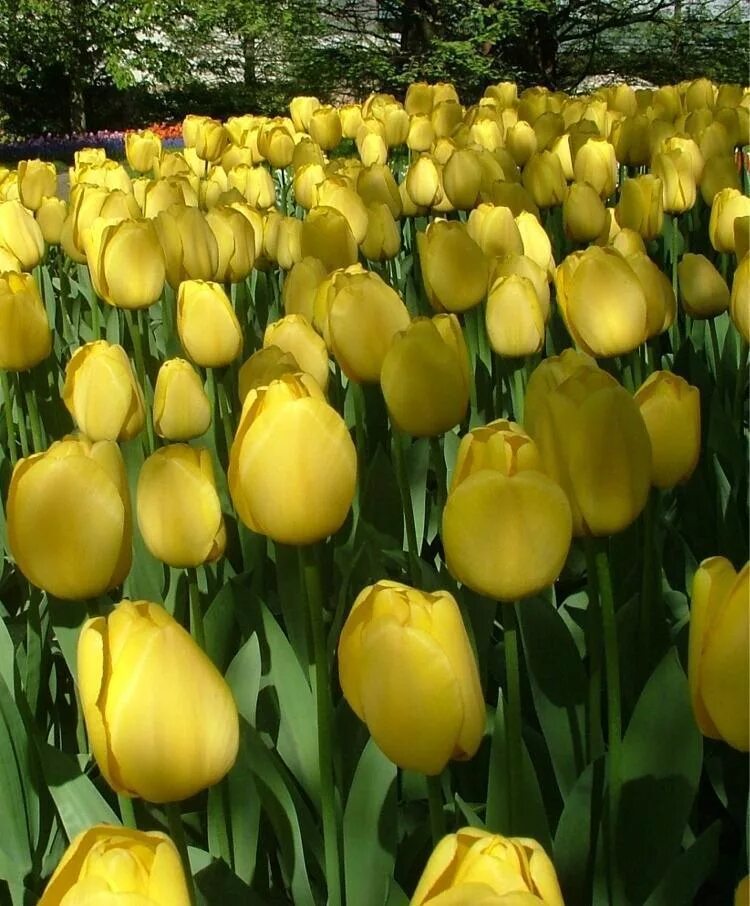 Tulipa Golden Parade тюльпан Голден парад. Тюльпан Дарвинов гибрид Голден Оксфорд. Тюльпан Дарвинов гибрид Голден парад (10 шт.). Тюльпан Дарвинов гибрид Дейдрим. Дарвинов гибрид