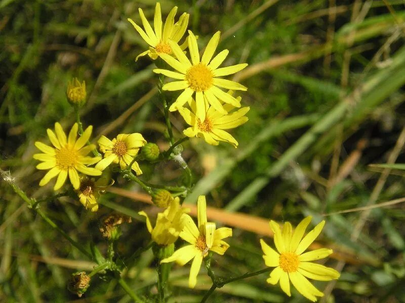 Крестовник Луговой растение. Крестовник обыкновенный (Senecio vulgaris l.). Гнездовник обыкновенный.