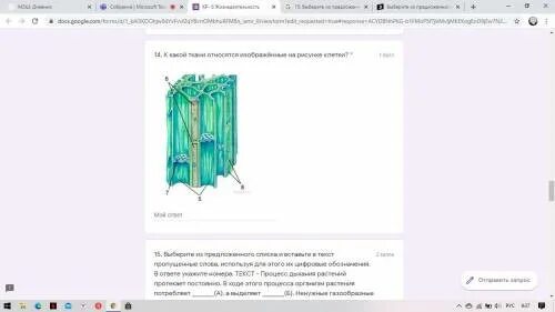 Какой ткани относится изображенный клетки. К какой ткани относятся изображённые на рисунке клетки?. к какой ткани относятся изображение на рисунке клетки. к какойткани относятся изоражённые на рисунке клетки?. к какой ткани относятся изображенные клетки? ￼.