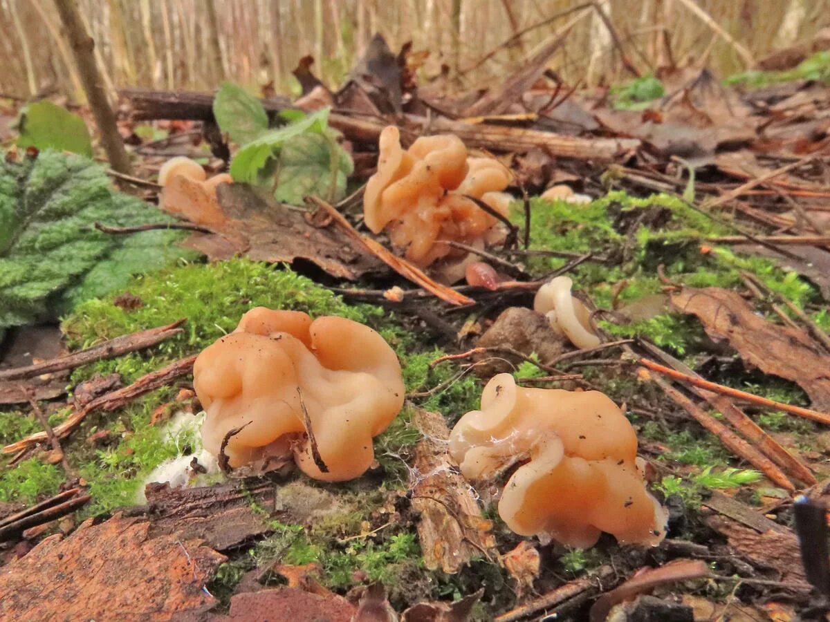 Первый гриб весной название. Весенние грибы в Подмосковье съедобные. Апрельские грибы Подмосковья. Ранние грибы Подмосковья съедобные. Весенние грибы Подмосковья.