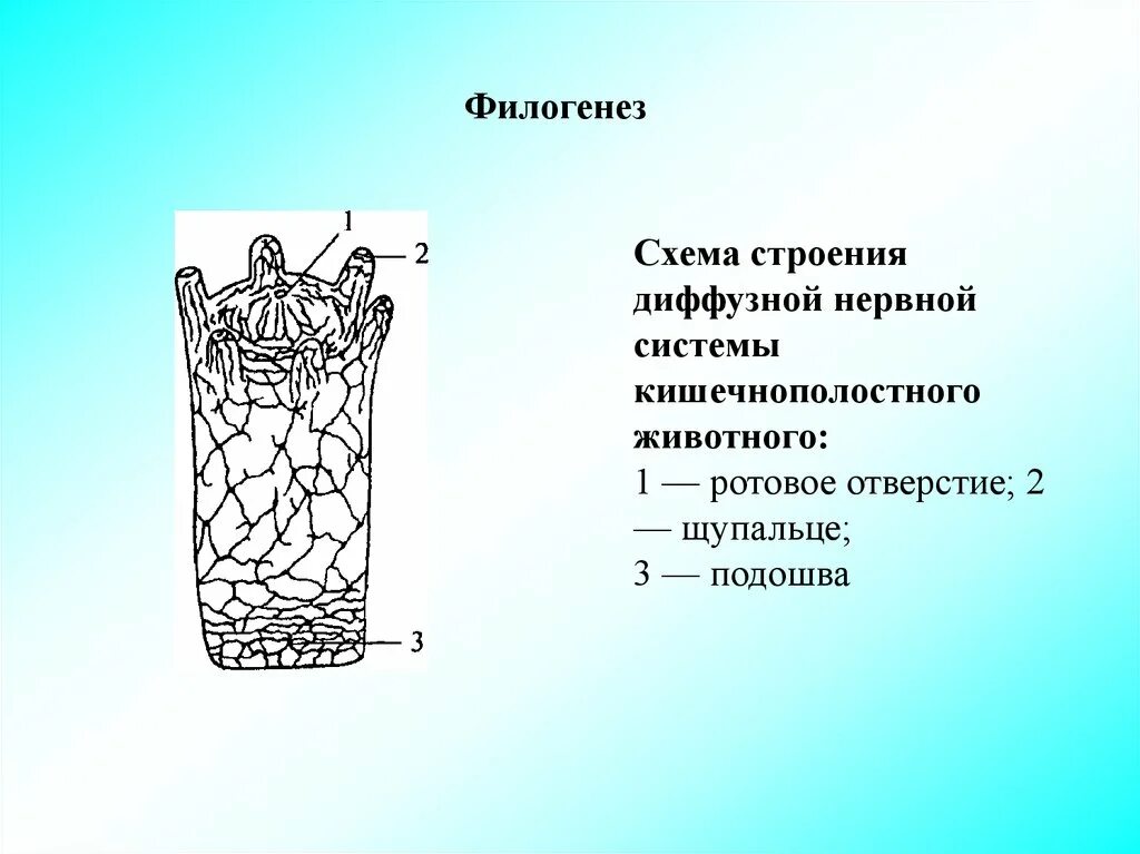 Диффузно разбросанная нервная система. Строение нервная система кишечнополостных животных. Диффузная нервная система схема. Строение диффузной нервной системы. Диффузная нервная система кишечнополостных.