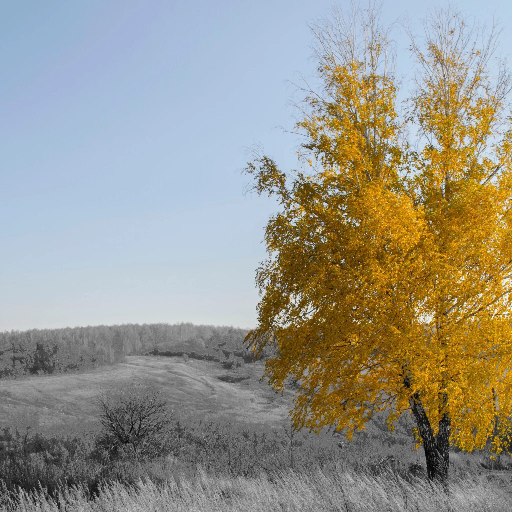 Береза желтая Betula lutea. Желтая береза Северной Америки. Береза желтая Уссурийский. Береза желтая (Betula costata). Желтые березки