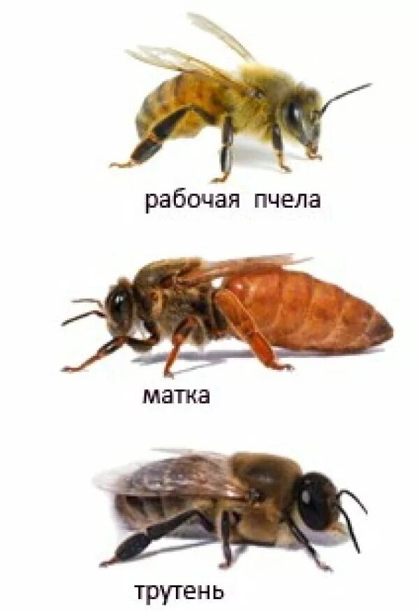 Как отличить матку. Пчела матка трутень. Матка трутень рабочая пчела. Пчели семья матка трутень. Как выглядит пчелиный трутень.