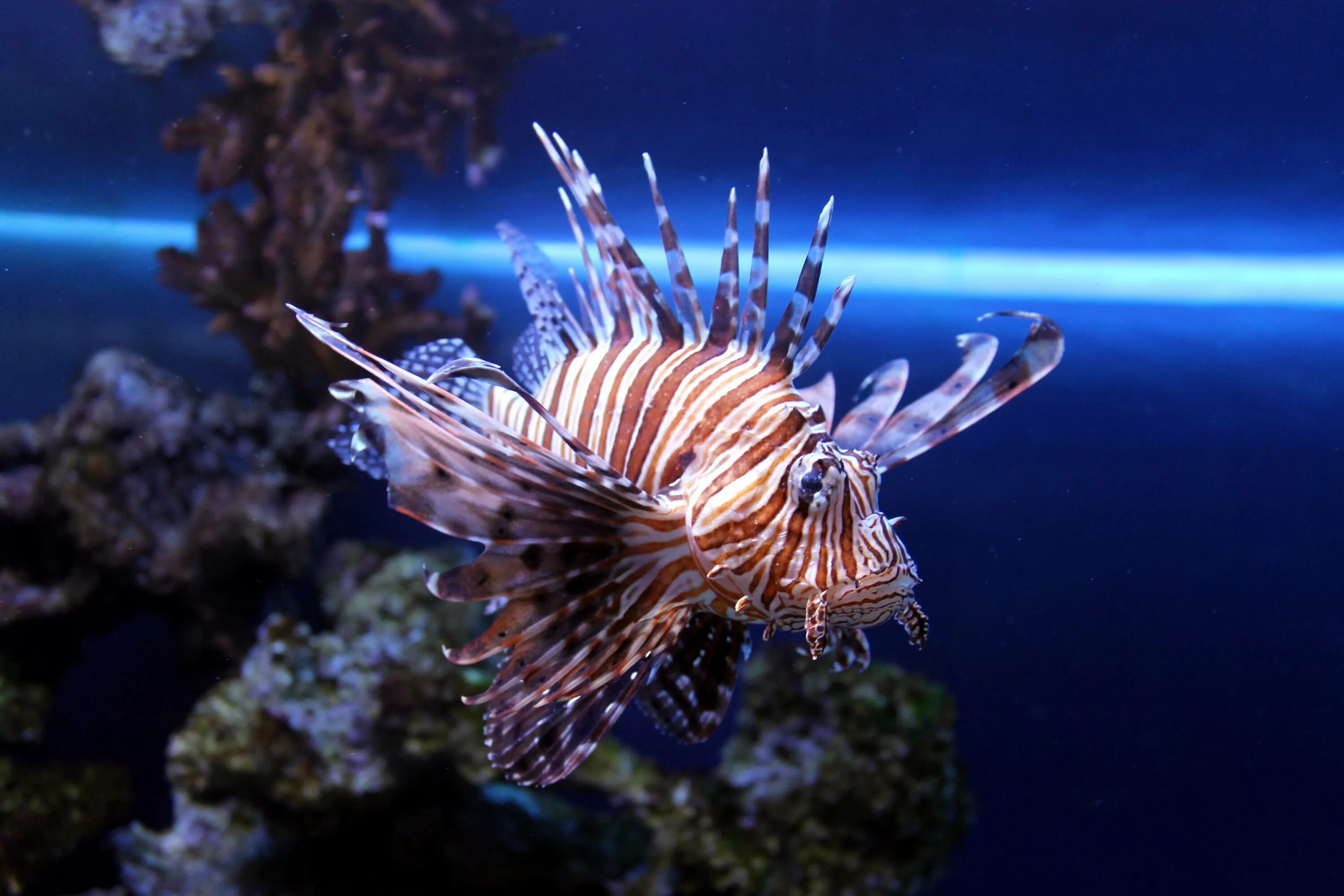 Галапагосский морской лев. Удивительные животные океанов. Осьминог иглокожие. Обитатели морей и океанов. Удивительные морские обитатели.