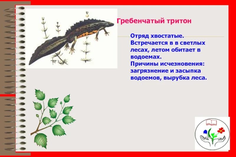 Тип гребенчатого тритона. Гребенчатый тритон красная книга. жизненный цикл гребенчатого тритона. ттп развития у гребенчатой тритон. гребенчатый тритон внешнее строение.