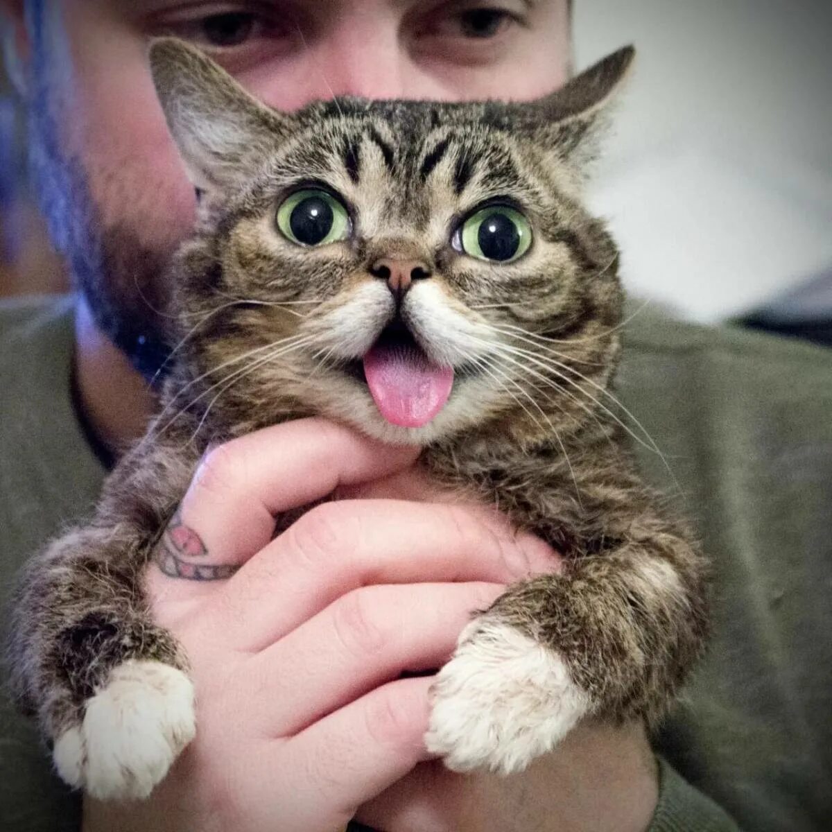 Cats лайк. Кот лайк. одобряющий кот. лайкни кота. одобрение котика.