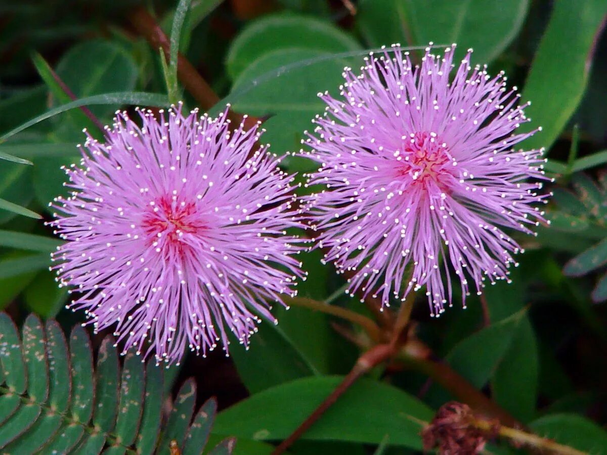 Цветок Мимоза стыдливая. Mimosa pudica растение. Мимоза стыдливая (Mimosa pudica). Стыдливая Мимоза Акация.