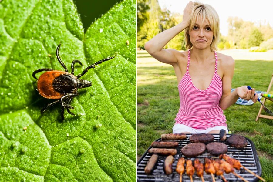 Tick bite make you allergic to. Клещи аллергия на мясо. a tick bite can make you allergic to what food?.