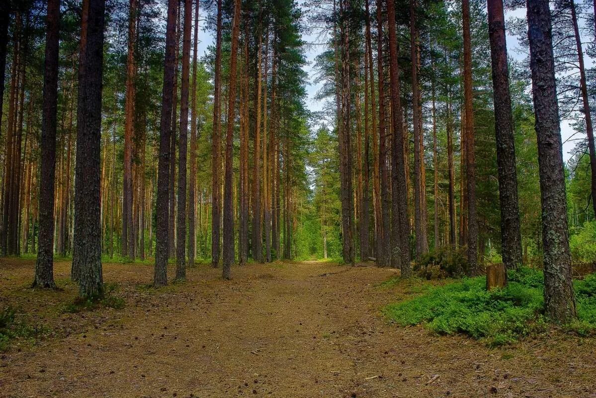 Спб хвойная. Леса Ленинградской области Выборгского района. Сосновый лес в Ленинградской области. Сосновый Бор Ленинградская область леса. Хвойный лес Ленинградская область.