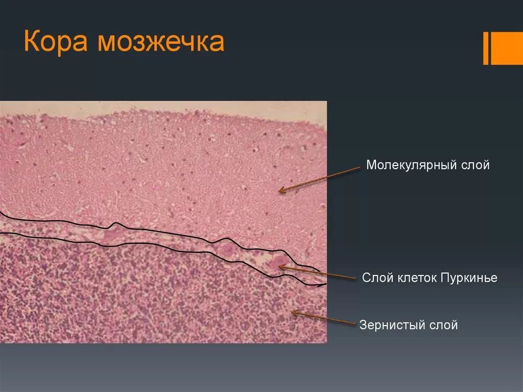 Молекулярная гистология. Слой коры мозжечка гистология. кора мозжечка гистология препарат. мозжечок гистология препарат. зернистый слой мозжечка гистология.