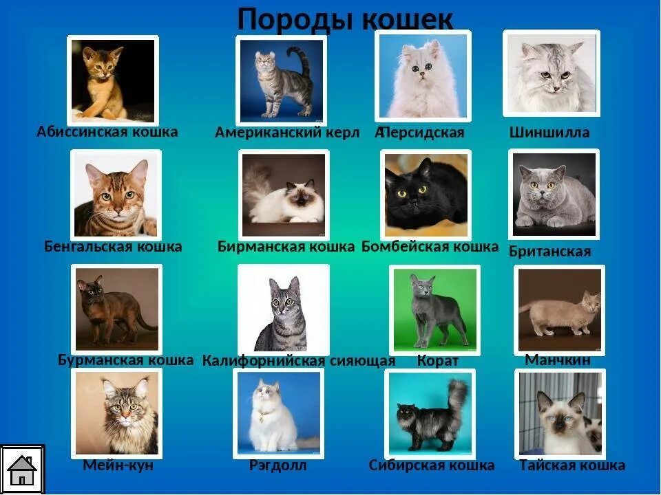 Породы кошек количество. Различные породы кошек. Породы кошек с названиями. Список пород кошек с фотографиями. Картинки кошек и их названия пород.