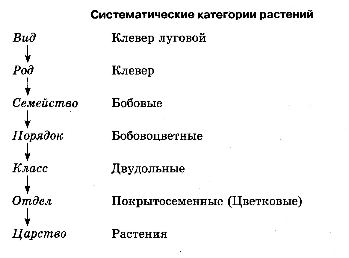 Таксономическая классификация