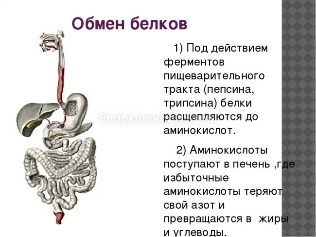 Как происходит обмен белков кратко. Обмен белков. этапы обмена белка в организме. этапы обмена белков в организме. обмен белков схема.