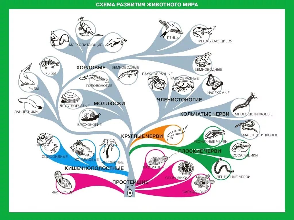 цифровая лаборатория. урок биологии. физическая лаборатория. практическая работа на уроке биологии. будущее школьников.