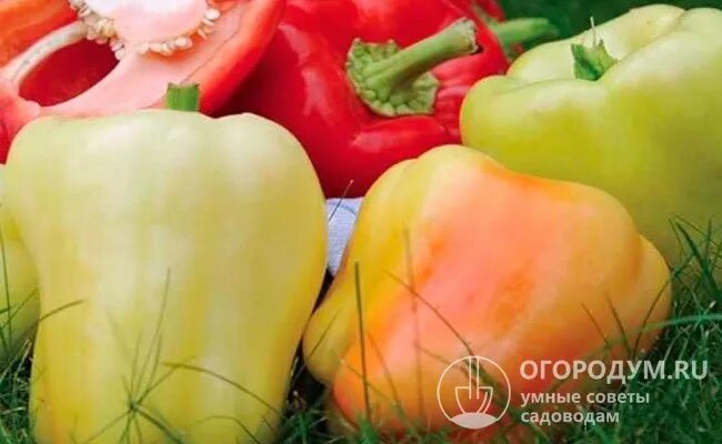 Перец бугай описание и фото - Profhobby.ru
